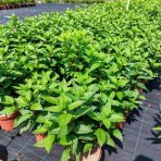 Hortenzia metlinatá (Hydrangea paniculata) ´PASTEL GREEN´® - výška 20-40 cm, kont. C2L